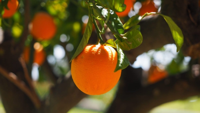 Дерево апельсин