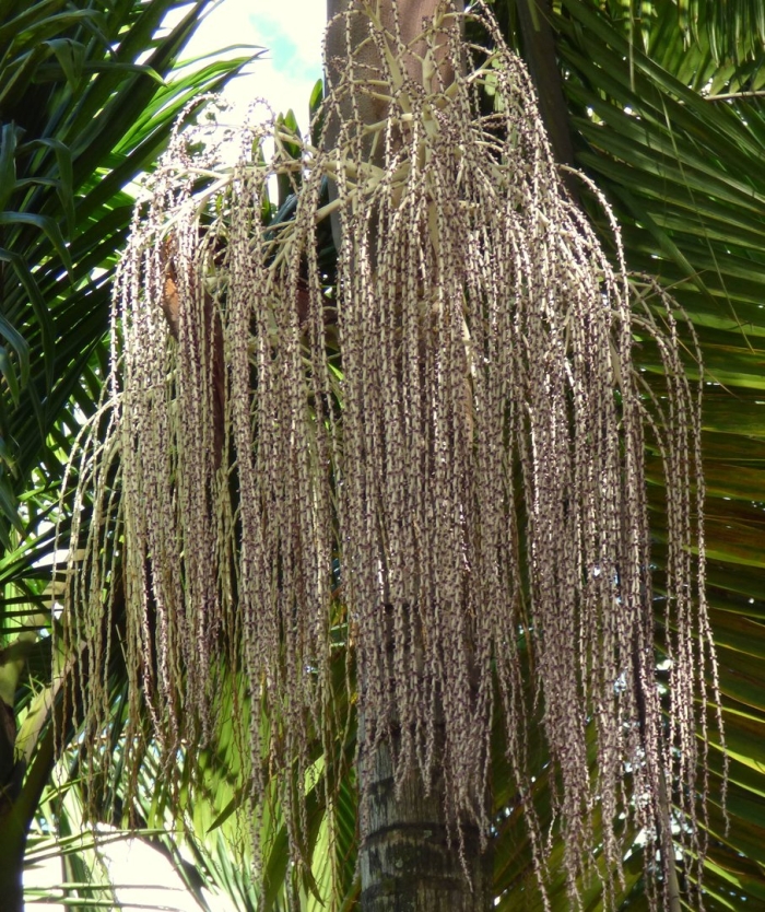 Archontophoenix cunninghamiana