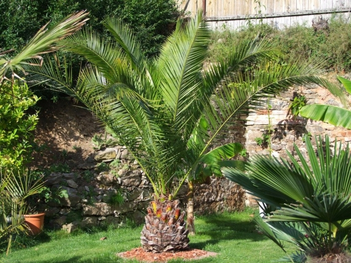 Phoenix canariensis