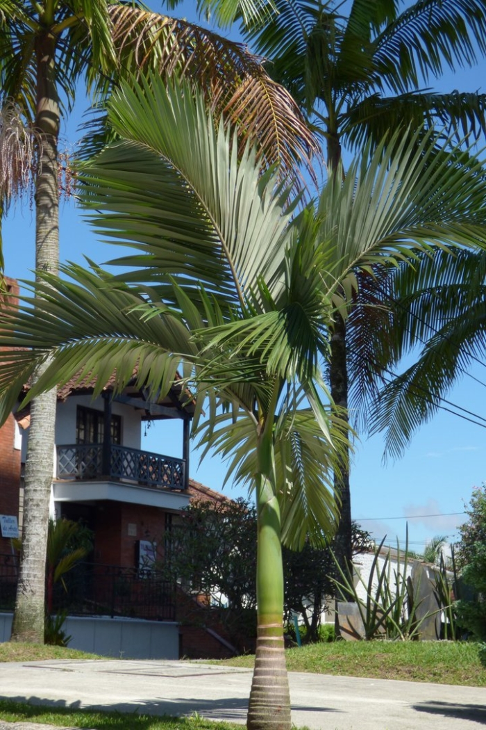 Архонтофеникс пальма