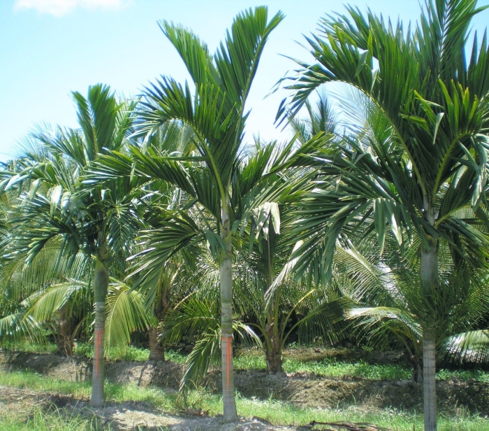 Адонидия пальма