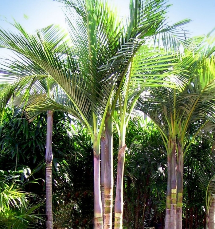 Бетелевая пальма