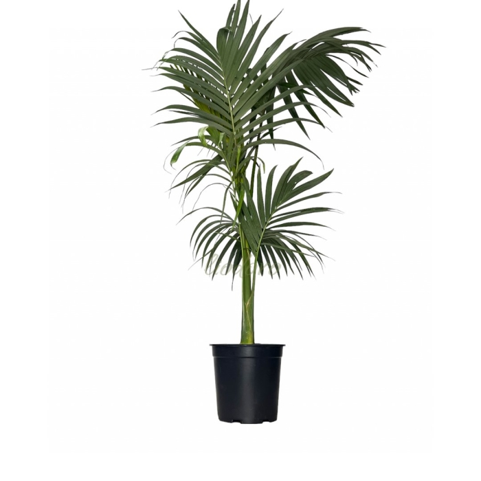 Пальма комнатная