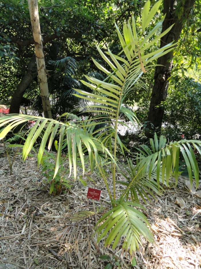 Архонтофеникс каннингема