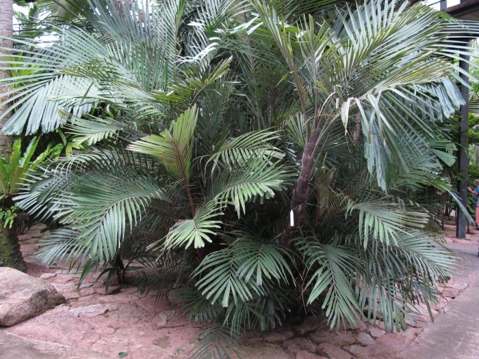 Dypsis lutescens