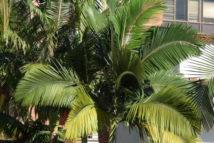 Архонтофеникс александра