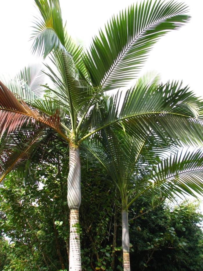 Гиофорба бутылочная пальма