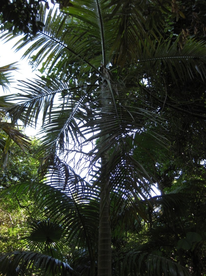 Dypsis lutescens