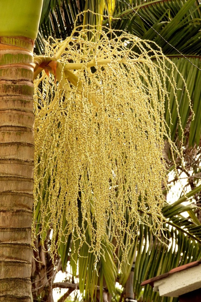 Архонтофеникс александры