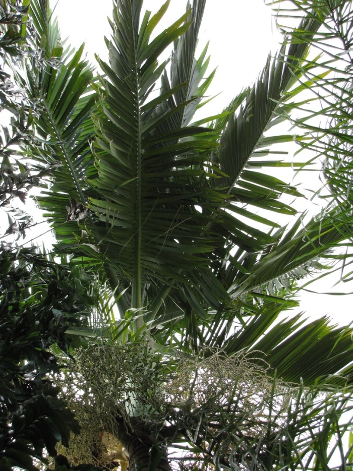 Ptychosperma elegans