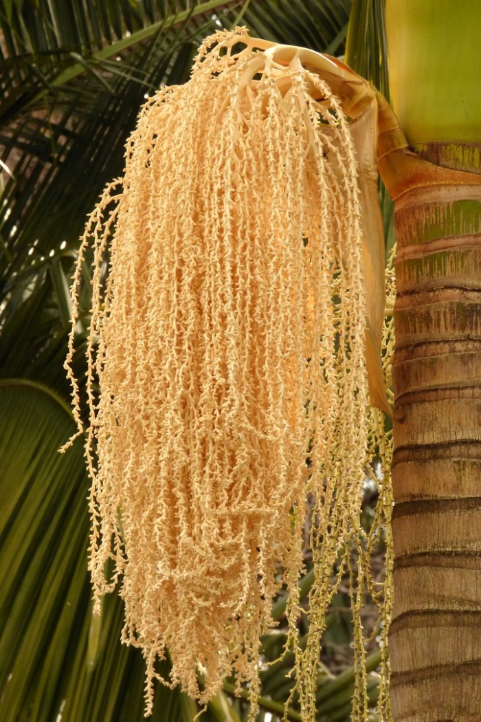 Archontophoenix alexandrae