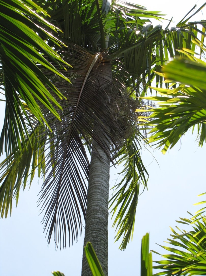 Пальма дерево