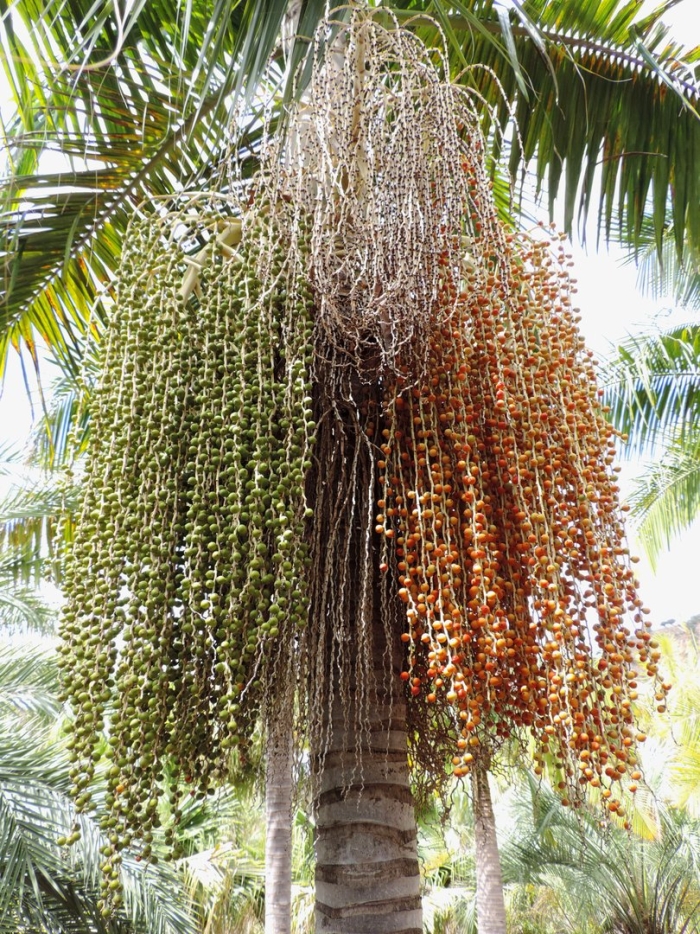 Финиковая пальма