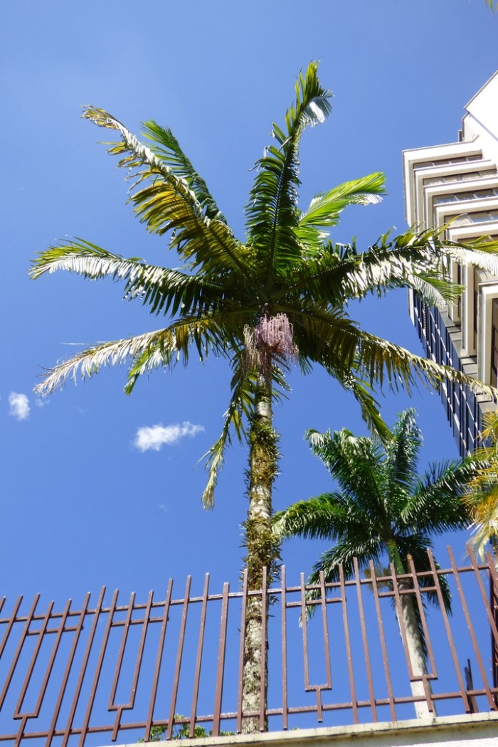 Syagrus romanzoffiana