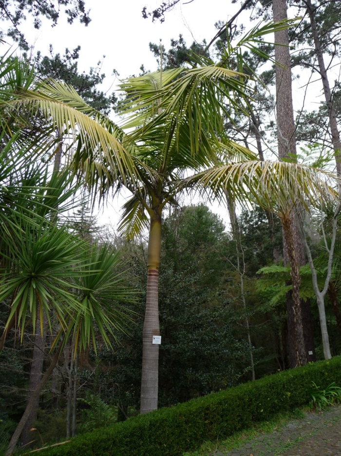 Гиофорба бутылочная пальма