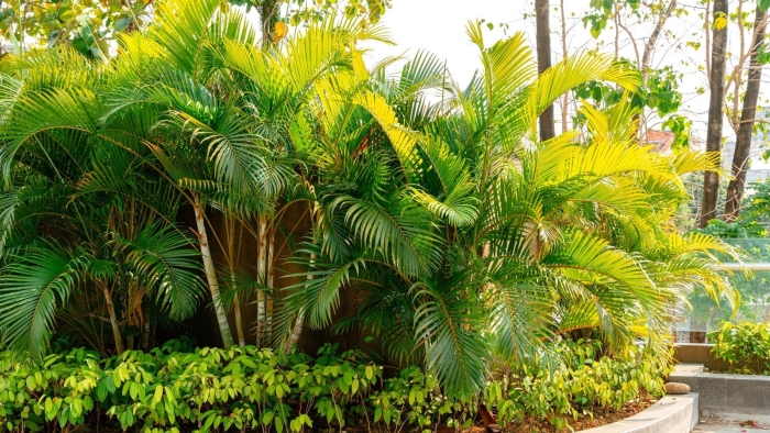 Areca palm