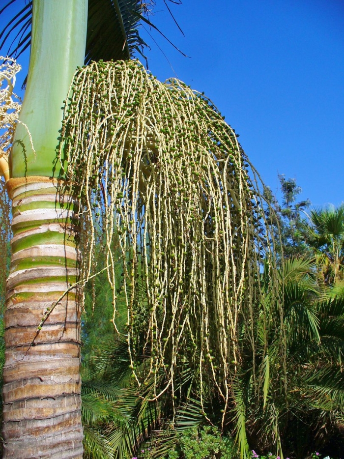 Archontophoenix alexandrae