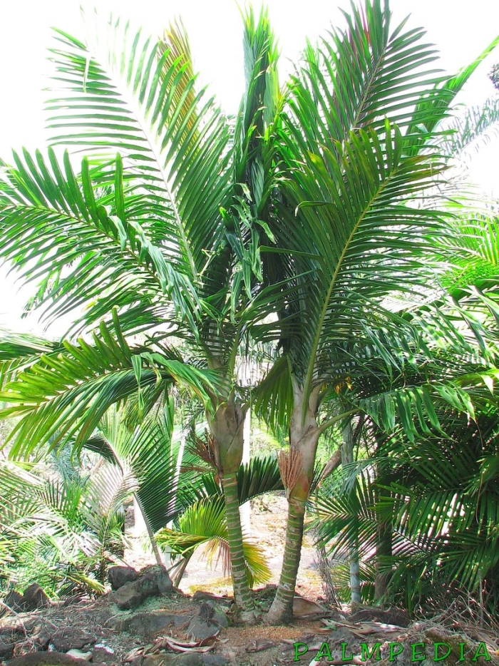 Archontophoenix alexandrae