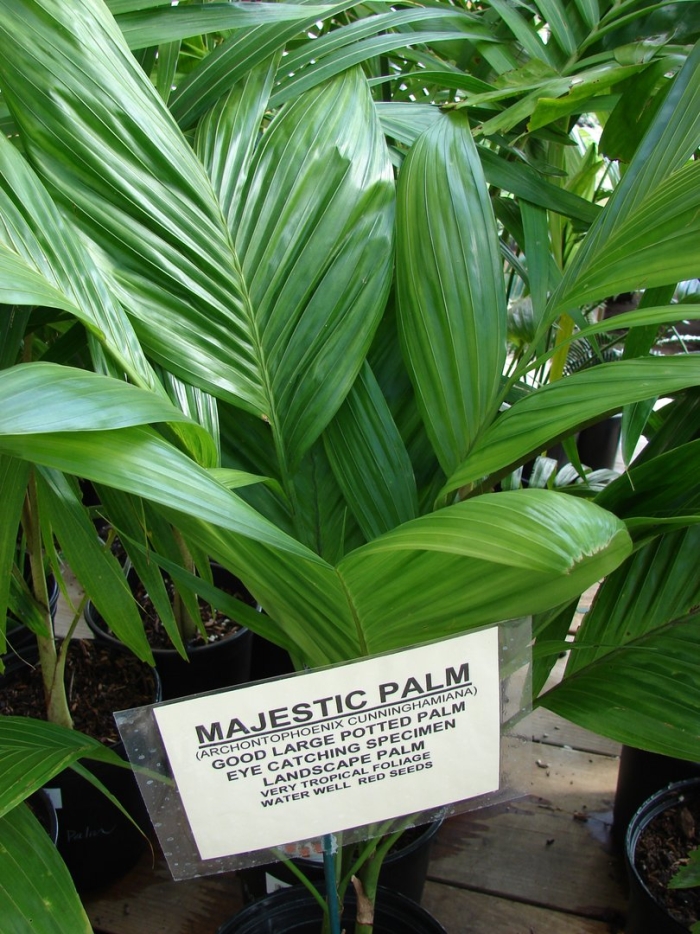 Архонтофеникс пальма