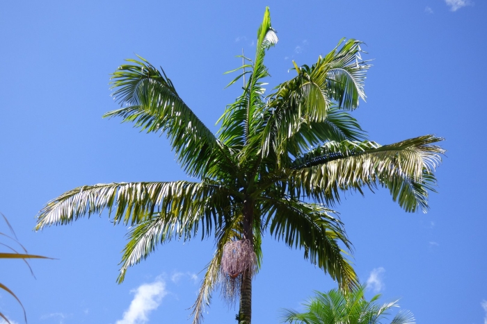 Archontophoenix cunninghamiana