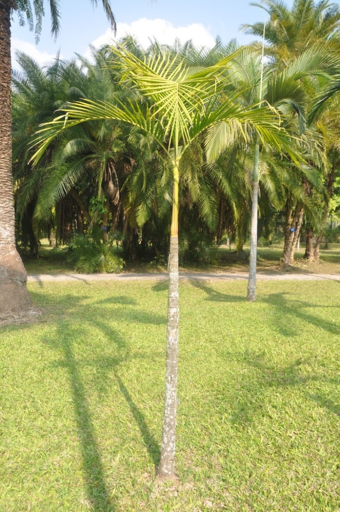 Архонтофеникс каннингема