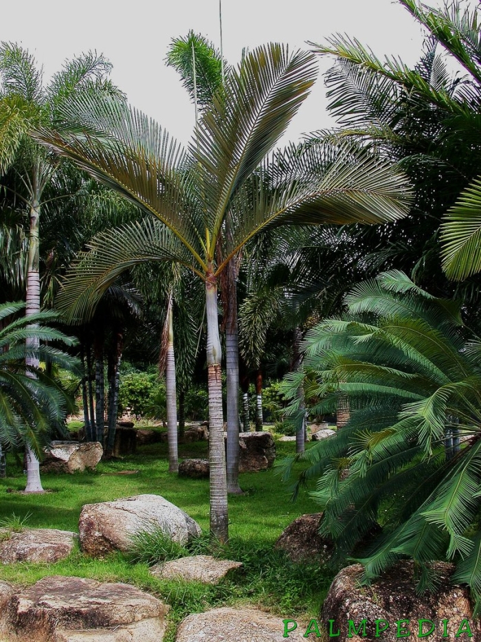 Archontophoenix purpurea