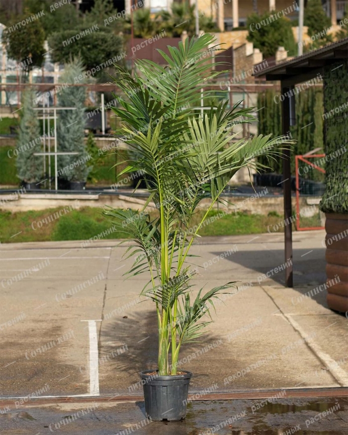 Арека хризалидокарпус