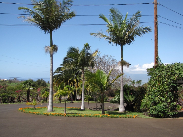 Archontophoenix alexandrae