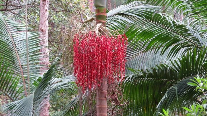 Пальма санта барбара