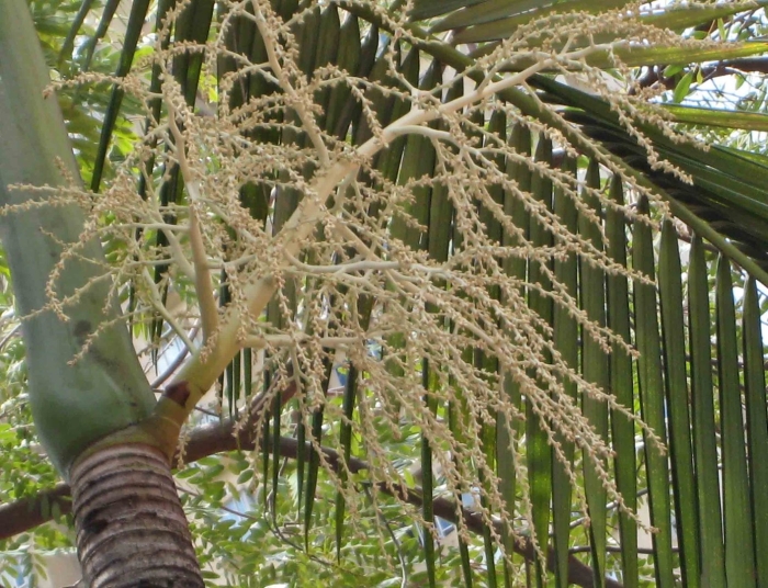 Цветущая финиковая пальма