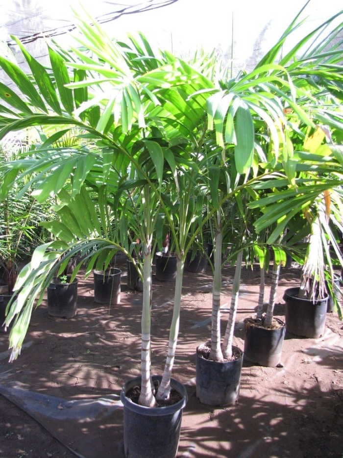 Птихосперма пальма