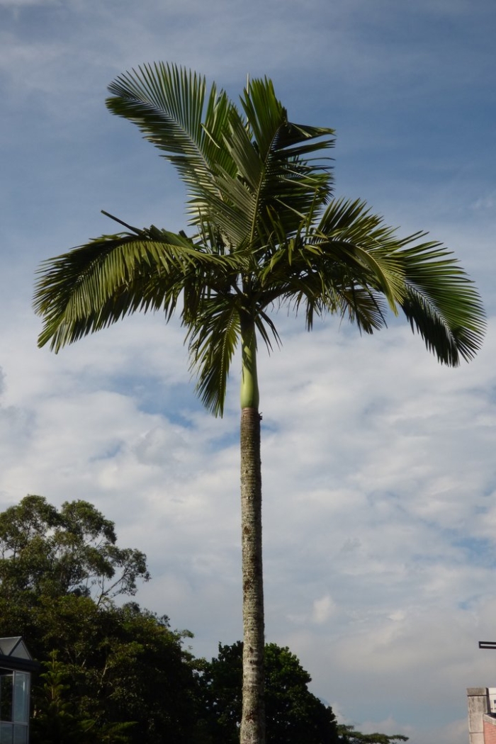 Ройстоунея пальма