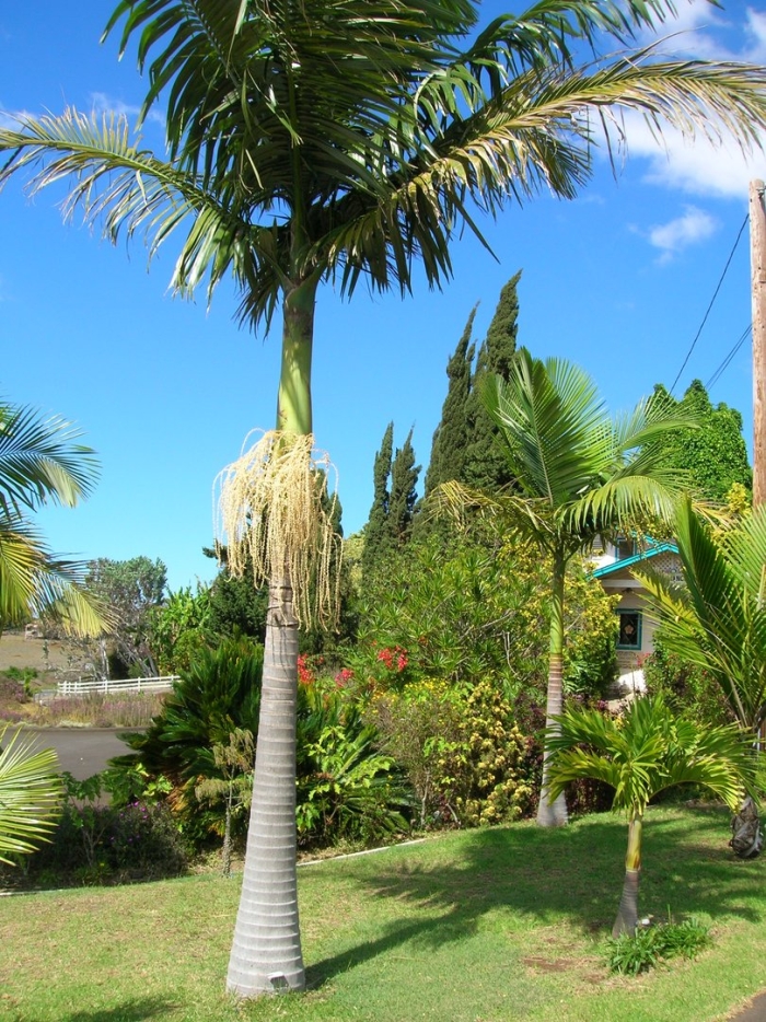 Ptychosperma alexandrae