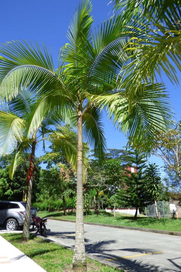 Королевская пальма