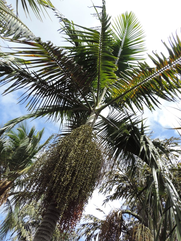 Syagrus romanzoffiana