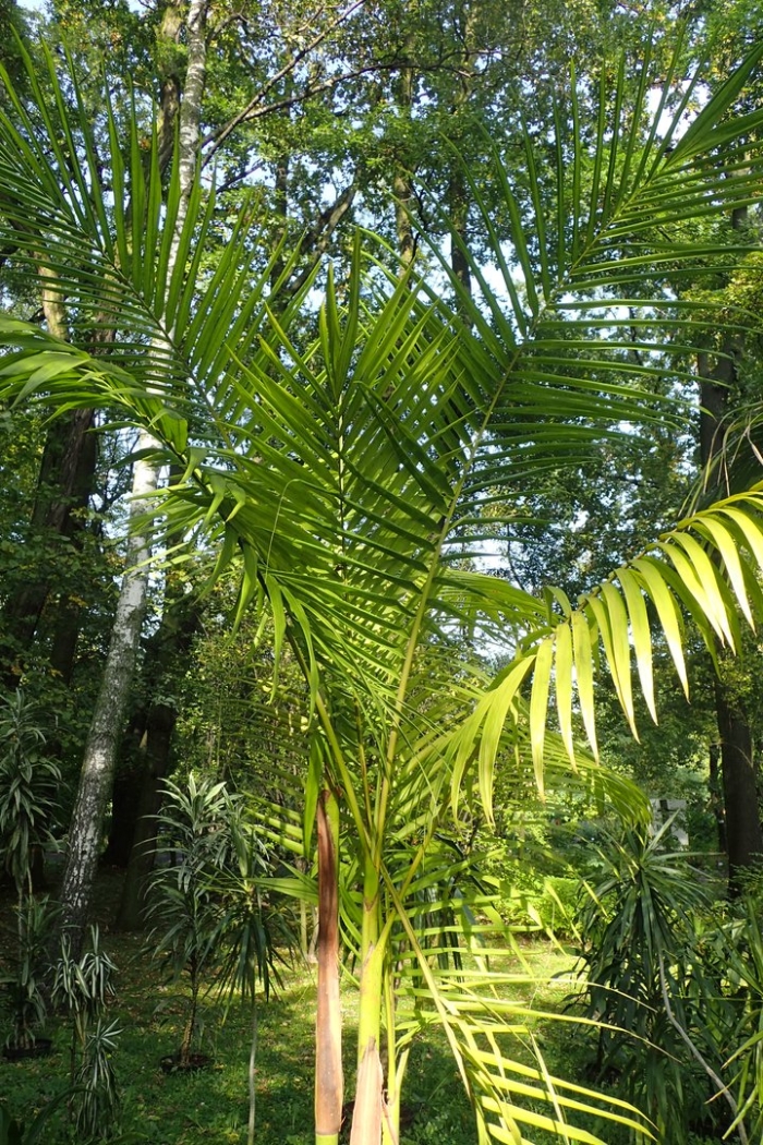Dypsis lutescens