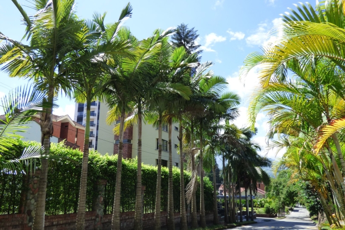 Archontophoenix cunninghamiana