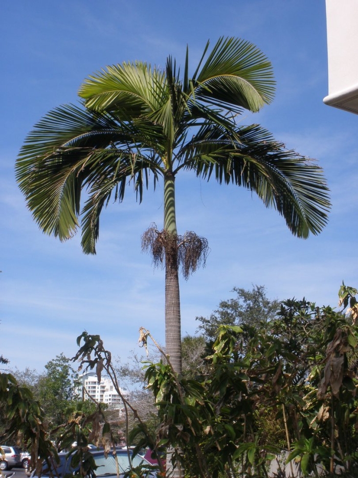 Ройстоунея королевская пальма