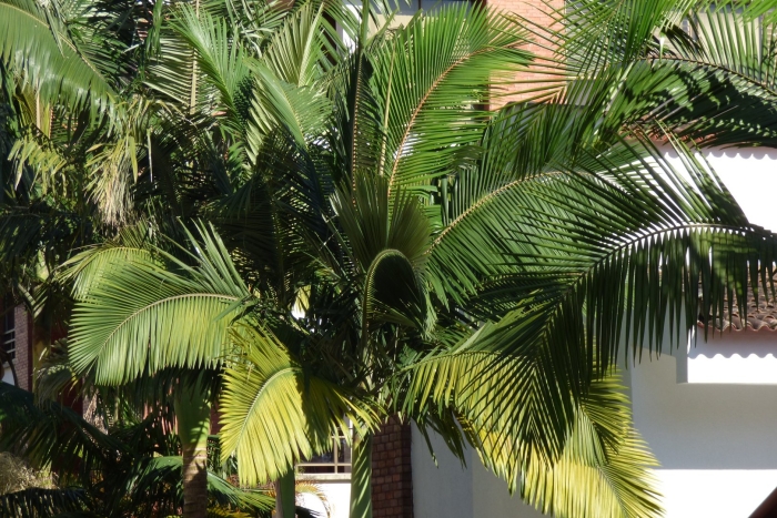 Archontophoenix alexandrae