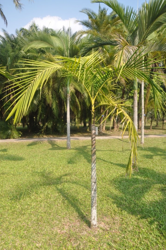 Chrysalidocarpus lutescens