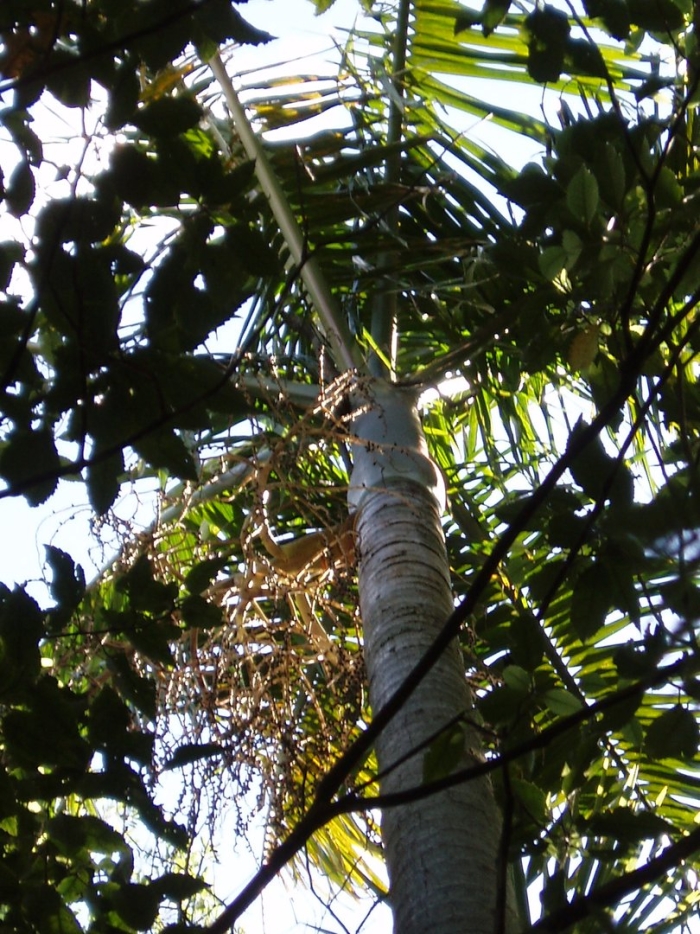 Archontophoenix cunninghamiana