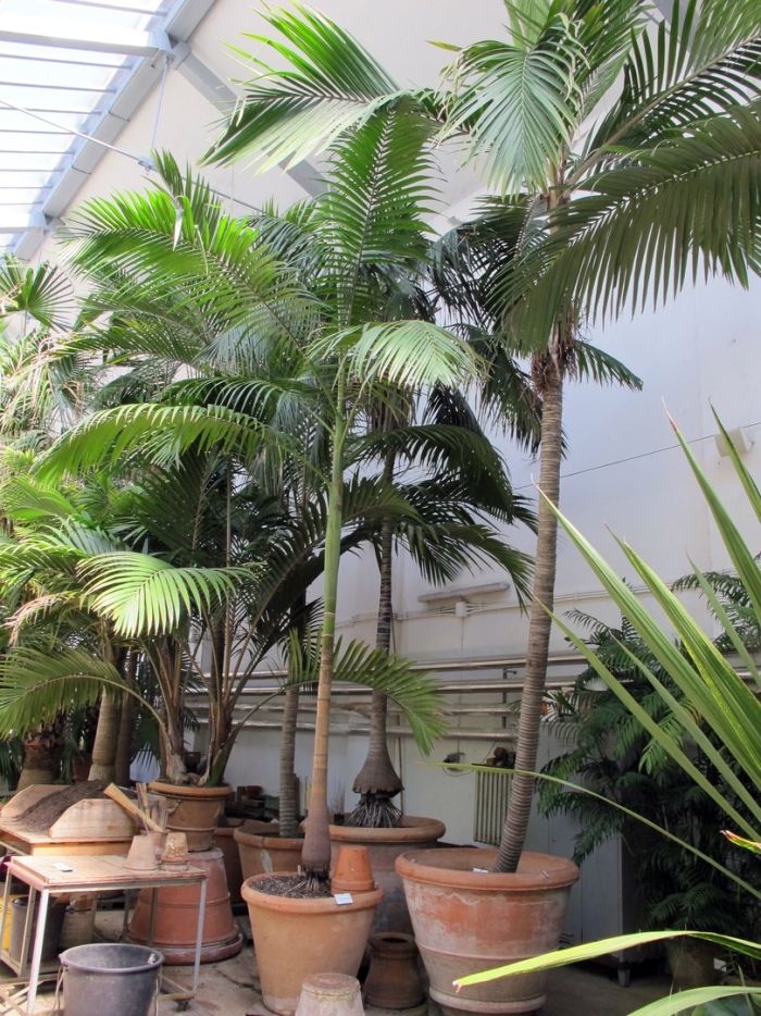 Archontophoenix cunninghamiana