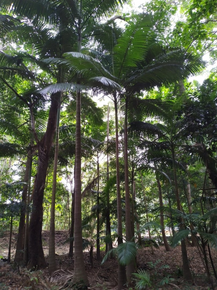 Пальма iriartea gigantea