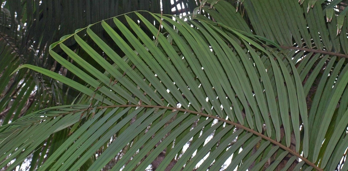 Archontophoenix myolensis