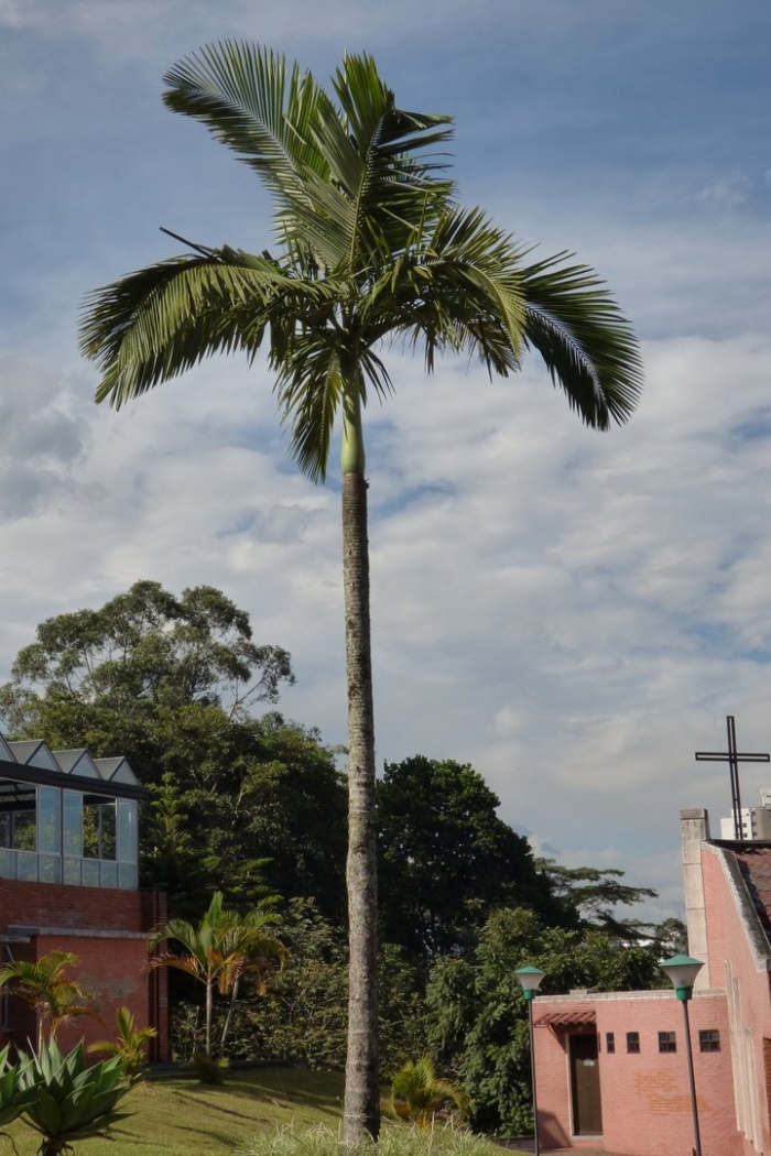 Archontophoenix alexandrae