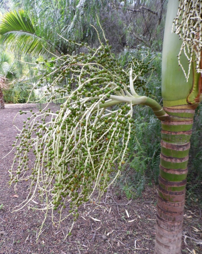 Ропалостилис пальма