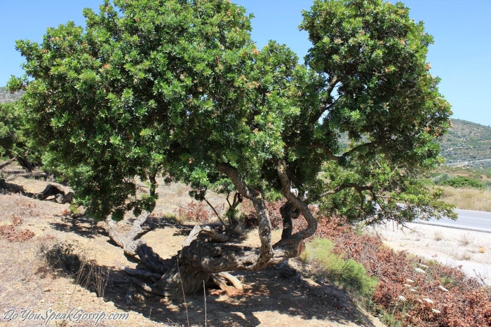 Фисташковое дерево утриш