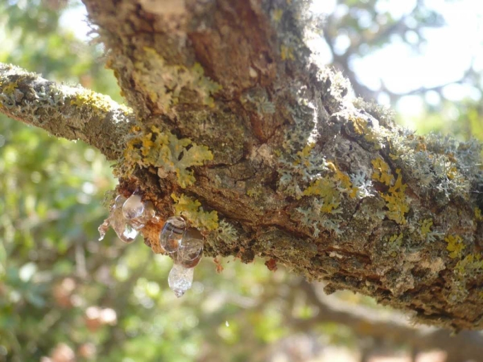 Мастиковое дерево хиос