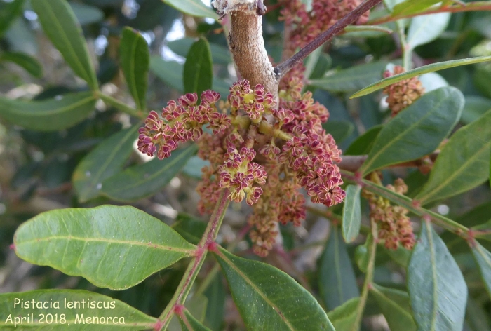 Pistacia lentiscus