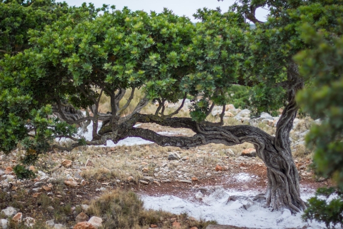 Мастиковое дерево фисташка мастиковая